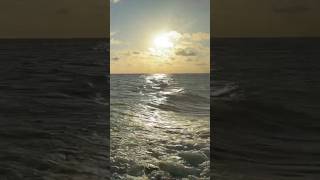 Magical Dolphin Cruise in the Maldives 🐬✨🌅 | BlueTribe Adventure