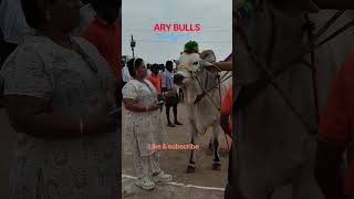 ARY BULLS అదినేత - Dr.లక్ష్మి గారు#yt#shorts #ongole bulls#trending songs