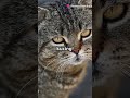 Rahasia di Balik Bahasa Kucing!