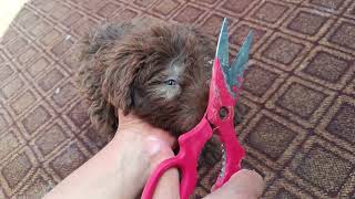 Dog rescue and build Loving Dog #dog #puppy #animals #viral #funny #cute #cats #dogbarking #shorts