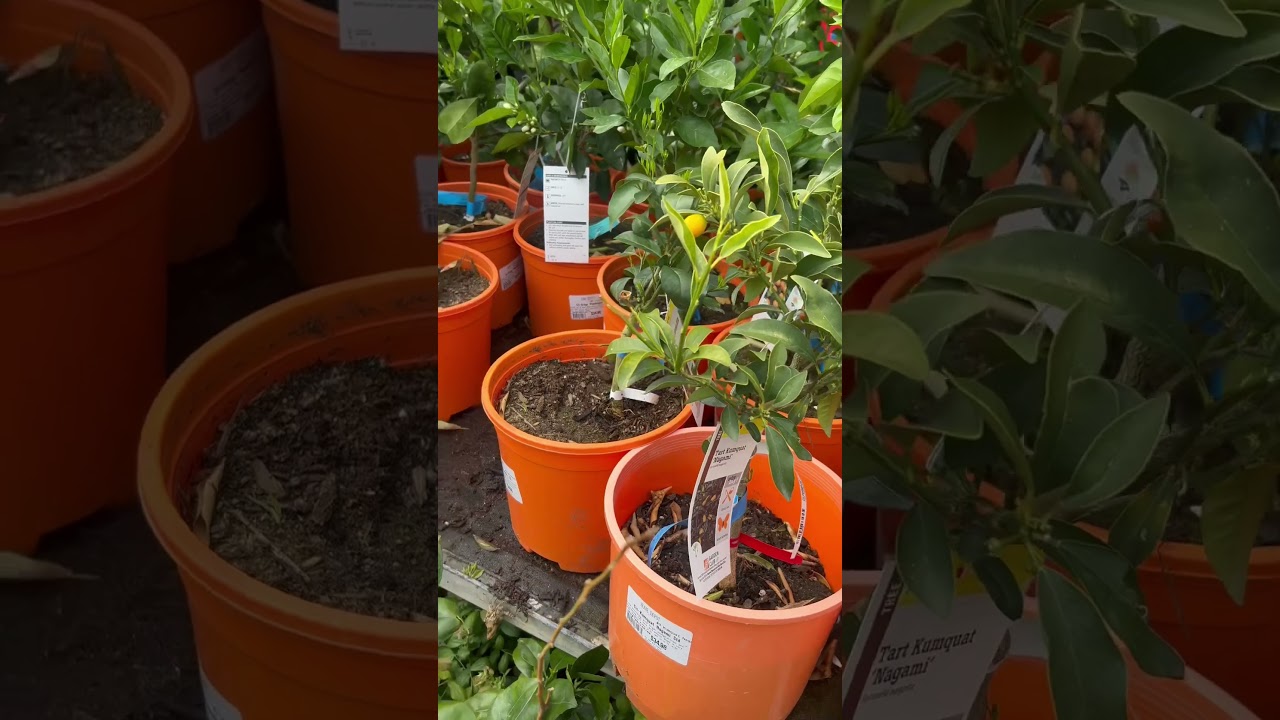 I’m truly obsessed with the garden center at Home Depot 