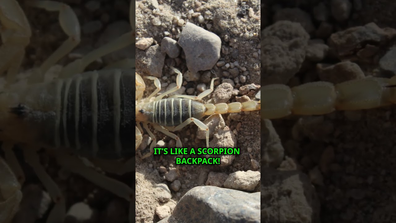 Mind Blowing Scorpion Facts You Didn't Know
