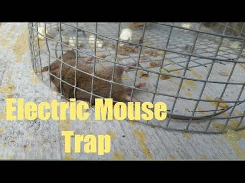 Homemade Electric Rat And Mouse Killer Youtube Homemade Electric Rat And Mouse Killer Youtube