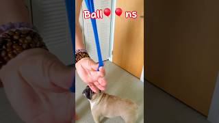 French Bulldog's secret talent revealed: balloongrabbing skills  #shorts #dog #frenchie