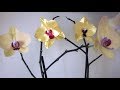 *DIY* ОРХИДЕЯ ИЗ АТЛАСНОЙ ЛЕНТЫ/Home decoration with flowers