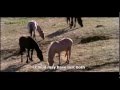 Nature a horse documentary - english subtitles