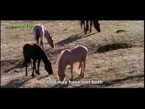 Nature A Horse Documentary - English Subtitles