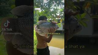 Cara Handling Indukan Gurame ikan fish fishcatching fishing guppy gurame