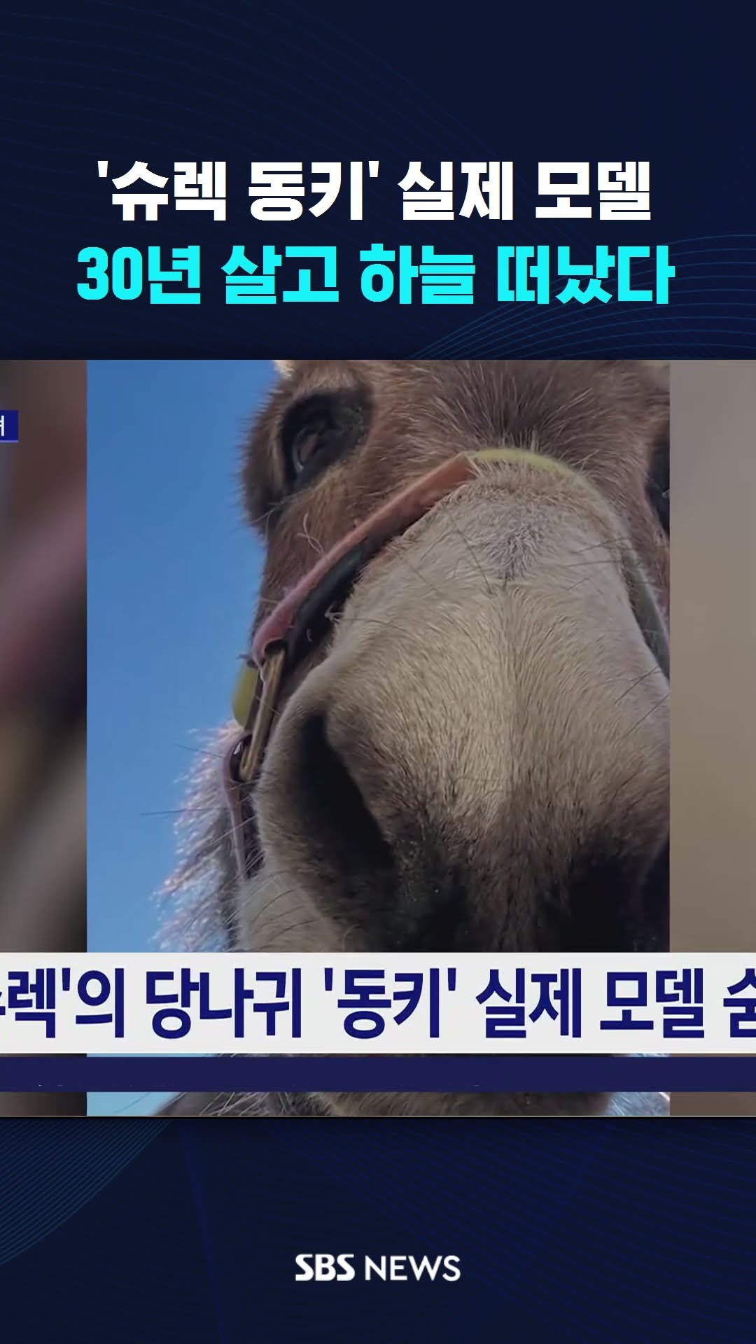 '슈렉 동키' 실제 모델, 30년 살고 하늘 떠났다 #shorts