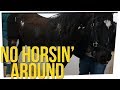 Horse Escapes Ride to the Slaughterhouse?! ft. All Male Cast