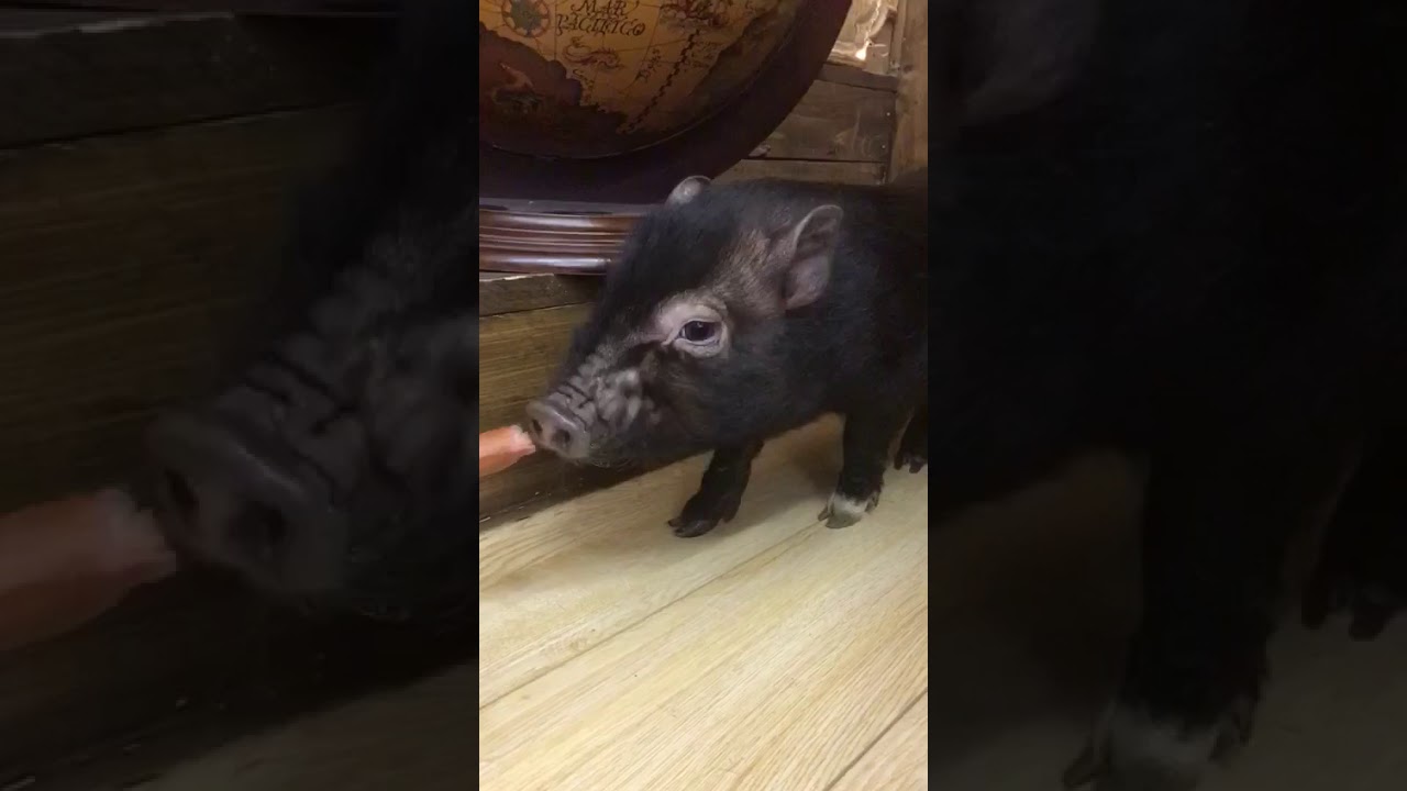 Минипиг в аренду - YouTube