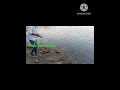 simple fish honting videos
