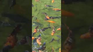 Beautifully coloured fish. Feeding fish in Alba Carolina citadel