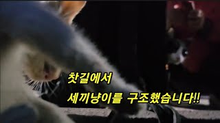 차가 많이 다니는 찻길을  질러 다니는 새끼고양이 위험한 순간에 구조했습니다~