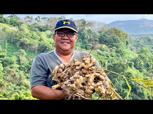 Contractor Nalugi: Dati Marangyang Buhay, Ngayon Nagdadamo nalang sa Farm? + Paano mag Tanim ng Luya class=