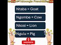 Learning Lingala Is As Easy As English #learnlingala  #easylanguages #shorts