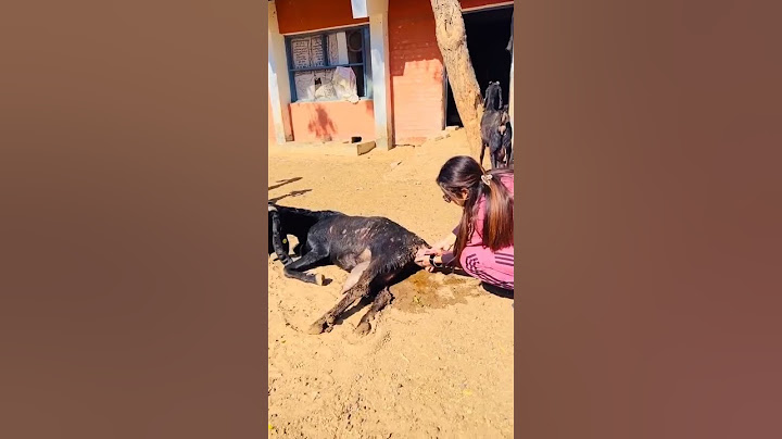 First timer Goat delivery by Lady doctor ☺️😘👑🏆