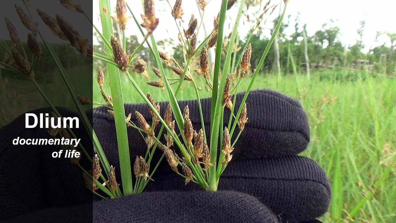 Gal fimbry (Fimbristylis dura)
