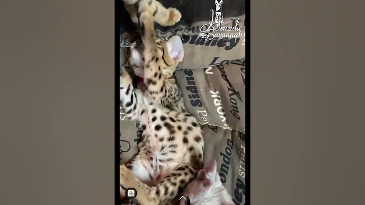 Watch the video about Savannah kittens are adorable 😻