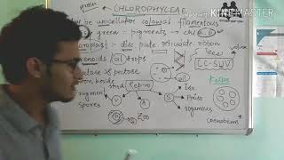 Chlorophyceae: Green algae in detail