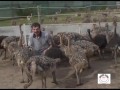 Ostrich farming, Euratco Ranch worldwide