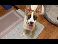 Furby video