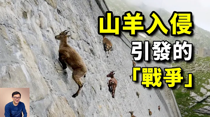 山羊：世界百大入侵物种，反重力神技&高智商！引发生态危机，空中射击加间谍战，花9年才清零！【老肉杂谈】 - 天天要闻