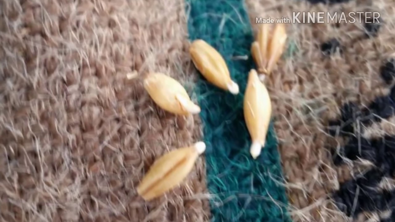 استنبات الشعير ( تجذير او براعم ) بأقل التكاليف بدون غرفه بدون تكييف بدون صواني اهداء لاصحاب الحلال