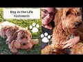 Goldendoodle Puppy 8 months old