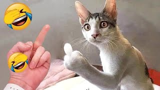 New Funny Animals 2024 🤣 Funniest Dogs and Cats 😻🐶