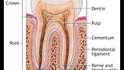 TOOTH MORPHOLOGY 2
