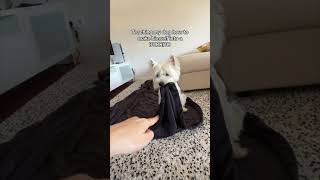 Teach your dog how to BURRITO! | Westie #shorts