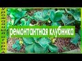 РЕМОНТАНТНАЯ КЛУБНИКА!!ОСОБЕННОСТИ УХОДА!!!