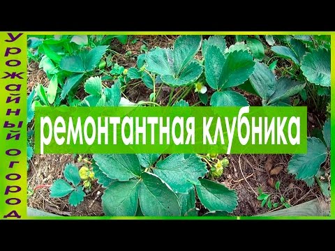 РЕМОНТАНТНАЯ КЛУБНИКА!!ОСОБЕННОСТИ УХОДА!!!