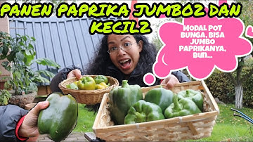 PANEN PAPRIKA JUMBO2 & KECIL2 DI KEBUN SENDIRI DI JERMAN, PUASSNYA...