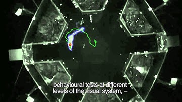 Akatemiapalkinto 2014 Petri Ala-Laurila: näköön liittyvän tiedon prosessointi hermoverkoissa