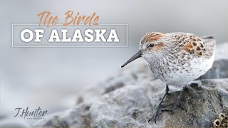 Wild Alaska: The Birds of Alaska