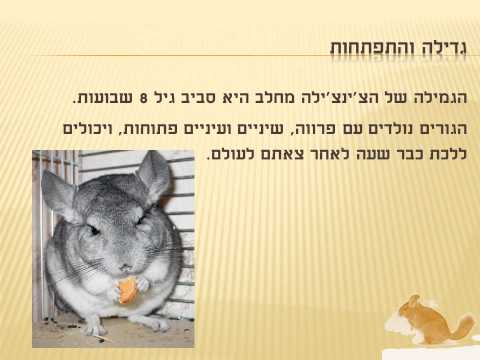 וִידֵאוֹ: שיניים מגודלות וכואבות בצ'ינצ'ילות