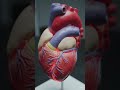 ❤️ Human Heart
