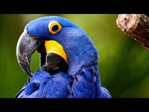 Классный фильм! Спасение АРЫ! Документальные фильмы, фильмы про животных