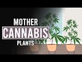 Mother cannabis plants an endless source of your favourite weed