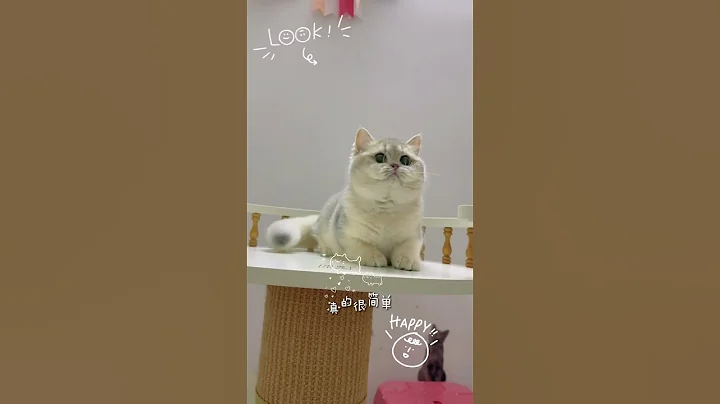 Video 11679251: shorthair kitten, shorthair girl, kitten show, cute kitten, cat