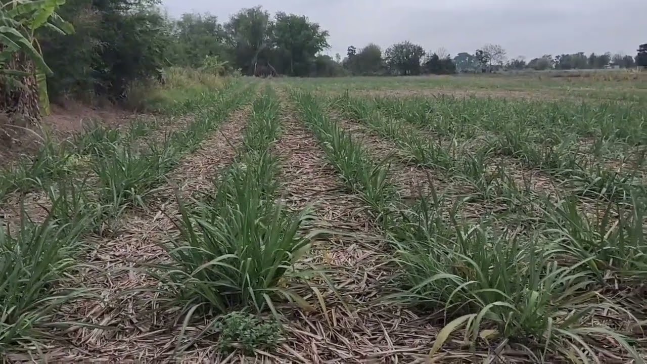 การแตกกอของอ้อยขอนแก่น3 ที่ใช้รถตัดและคนตัดโดยไม่เผาใบ