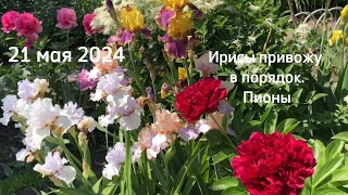 видео: 21 мая2024.Ирисы привожу в порядок.Пионы Old Faithful (Олд Фейтфул),Виктория,Лариса Скакодуб .Жарко. картинка: 21 мая2024.Ирисы привожу в порядок.Пионы Old Faithful (Олд Фейтфул),Виктория,Лариса Скакодуб .Жарко.