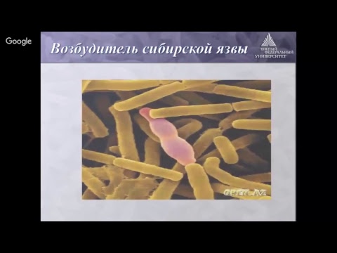 Бактерии: питание, размножение и использование в практике
