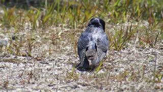 ツバメさんの巣材集め