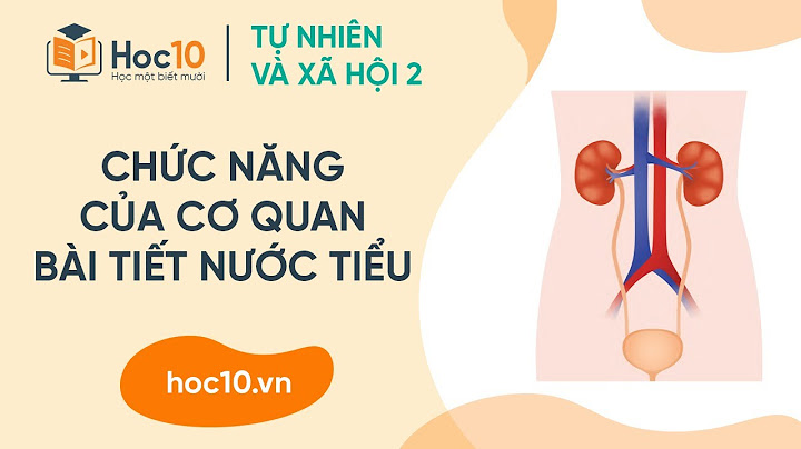 Bài tiết nước tiểu gồm những cơ quan nào năm 2024