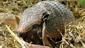 ¿Pueden hacerte daño los armadillos?