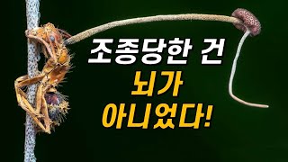 동충하초는 개미의 뇌가 아닌, OO을 지배합니다!｜좀비개미 곰팡이의 숨겨진 비밀과 진화사