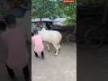 AGGRESSIVE cow 4 sale in 65k #trending #cow #shortvideos #viralstory #newreel #viralvideos